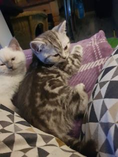 BKH Kitten Britisch Kurzhaar