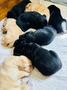 Labradorwelpen suchen ein liebevolles Heim