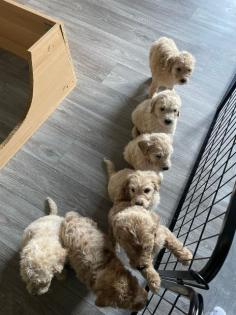 Goldendoodle Welpen