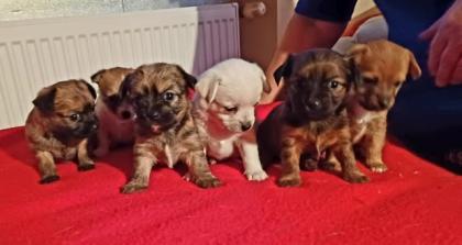 Havaneser- Chihuahua- Mischlingswelpen