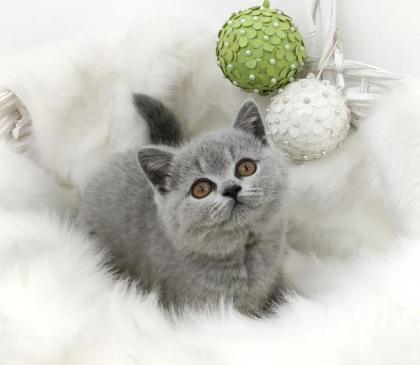 BKH Kitten mit dem exzellenten Stammbaum