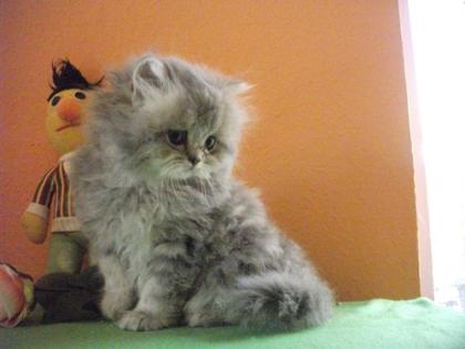 Bezaubernde Perserkater blue golden tabby 8,5 Wochen alt mit Stammbaum super ver