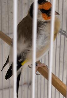 Stieglitz Major Mutation