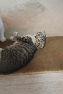Kitten (scotische Mutter und EKH Vater)