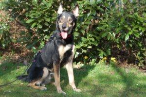 SKYLO - männlich  5 Jahre  58 cm  19 kg  Mix  Gechipt  Nicht kastriert