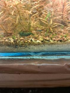 Neocaridina davidi Dark GreenJade  (Süßwasser Garnelen)