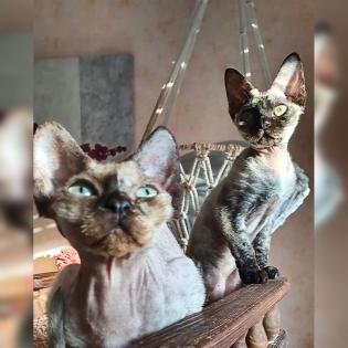 Devon Rex kitten suchen  gute Zuhause