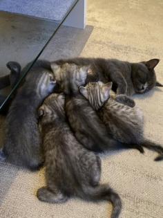 BKH Kitten Mix 