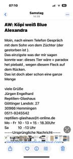 Königspython paradox het piebald,