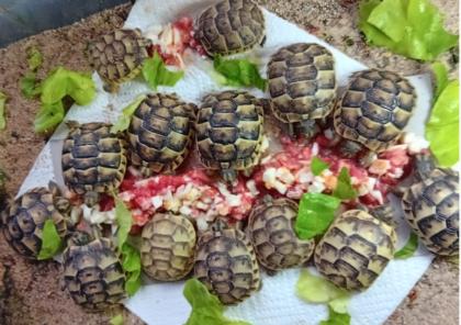 Maurische Landschildkröte