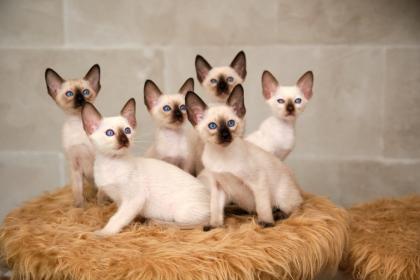 Siamkitten von unserer THAIMAHAL ENGEL in den Farben seal point und chocolate po