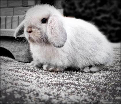 Wunderschöne Mini Lops