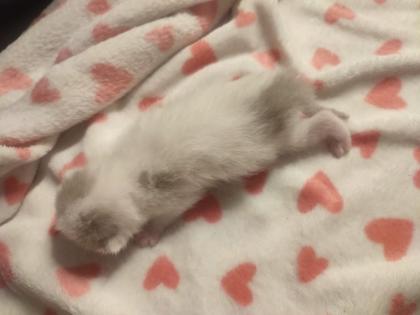Wunderschöne Hauskatzen BKH