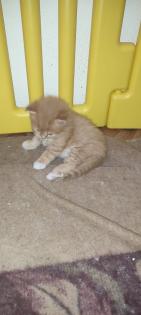 Zuckersüße Main coon/ Perser Kitten