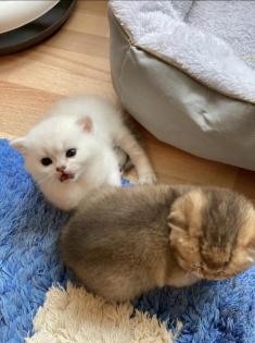 BKH Kitten (Mit Stammbaum)