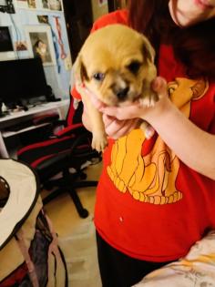 Malteser Mischling Welpen