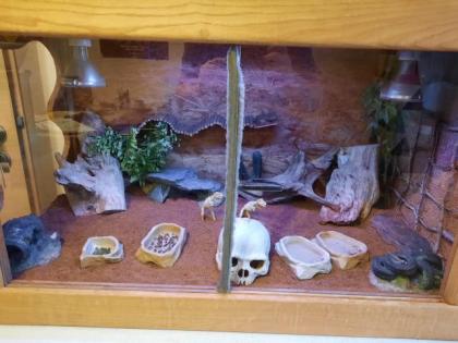 Zwergbartagamen mit Terrarium, Aussengehege und Zubehör 