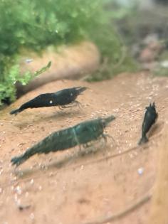 Neocaridina davidi Dark GreenJade  (Süßwasser Garnelen)