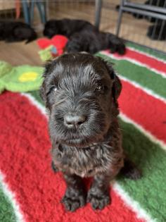 Schwarzer Terrier welpen zu Verkaufen