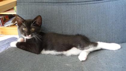 Kitten suchen ihr Zuhause