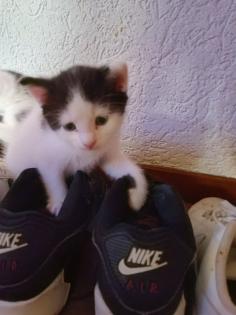 Katzenbabys abzugeben