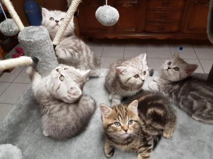 Wunderschöne reinrassige BKH Kitten (Whiskas Tabby)