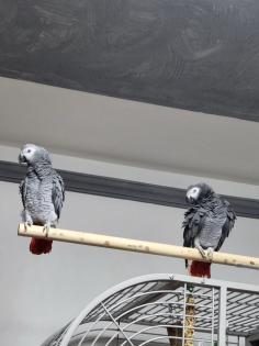 Graupapageienpaar (3Jahre) mit großem Käfig und Zubehör