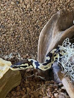 Königspython Lesser/Classic (M) vermutlich