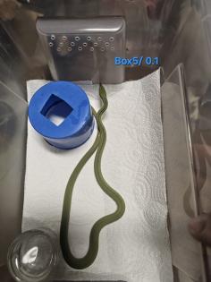 Philodryas baroni DNZ 08/25