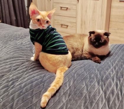 Devon Rex Kater Amour (10 Monate, kastriert) - verspielt und sehr liebevoll
