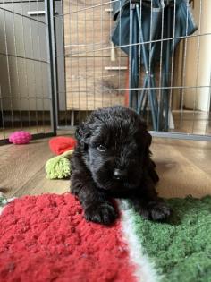 Schwarzer Terrier welpen zu Verkaufen