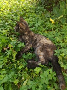 Katzenkinder suchen Dosenöffner