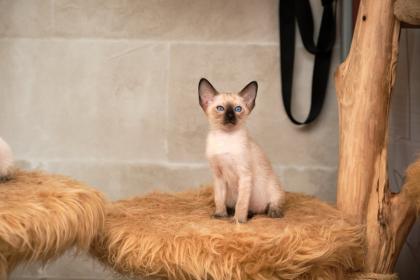 Siamkitten von unserer THAIMAHAL ENGEL in den Farben seal point und chocolate po