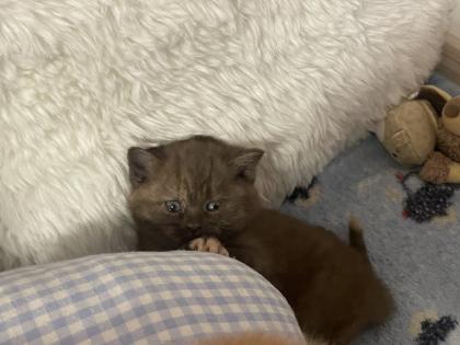 Britisch Kurzhaar BKH Katzenbaby Kätzchen Bicolor Chocolate Torty weis-schwarz w