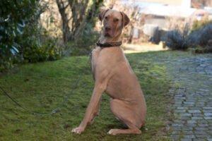 HERBERT -  männlich  1 Jahr  80 cm  48 kg  Deutsche Dogge  Gechipt
