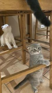 Scottish Fold 