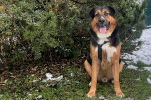 JENN BALU - männlich 4 Jahre 72 cm 57 kg Schäfer-Berner-Sennen-Mix Gechipt Kastr