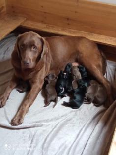 Labrador Welpen 