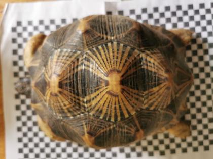 Geochelone Radiata 0.4 weibchen