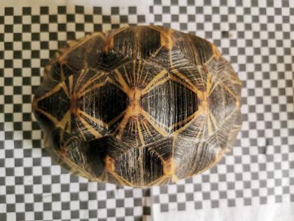 Geochelone Radiata 0.4 weibchen