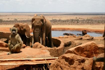 Safari in Kenia - Safari Tsavo Ost