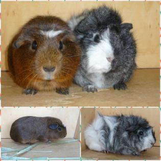 Rasse Meerschweinchen aus geprüfter Zucht