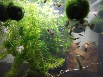 Guppys abzugeben * Männchen und Weibchen * Guppy Jungtiere
