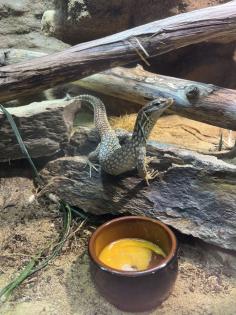 Stachelschwanzwaran (Varanus acanthurus) männlich, ca. 5 Jahre alt