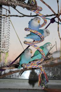 Handzahmes Rosenköpfchenpärchen