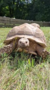 Spornschildkröte Sulcata weiblich Eierlegend