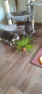 Auf der Suche nach einem liebevollen Zuhause: Zwei besondere Katzen suchen gemei