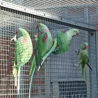 0 , 3  Große Alexandersittiche von 2024  ab