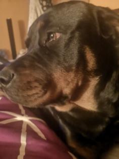 Rottweiler Dame sucht neues Zuhause