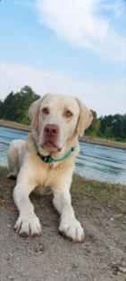 Labrador Deckrüde champagner (Silberträger!)
